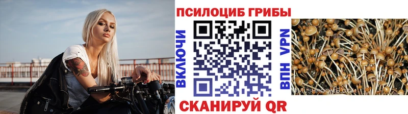 Псилоцибиновые грибы мицелий  Купить закладки  Королёв 